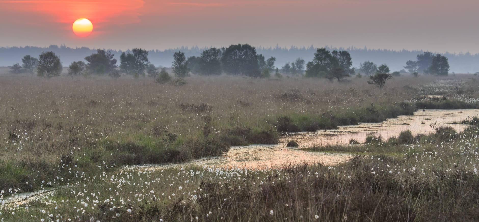 Sfeervol-uitzicht-over-het-Fochteloerveen